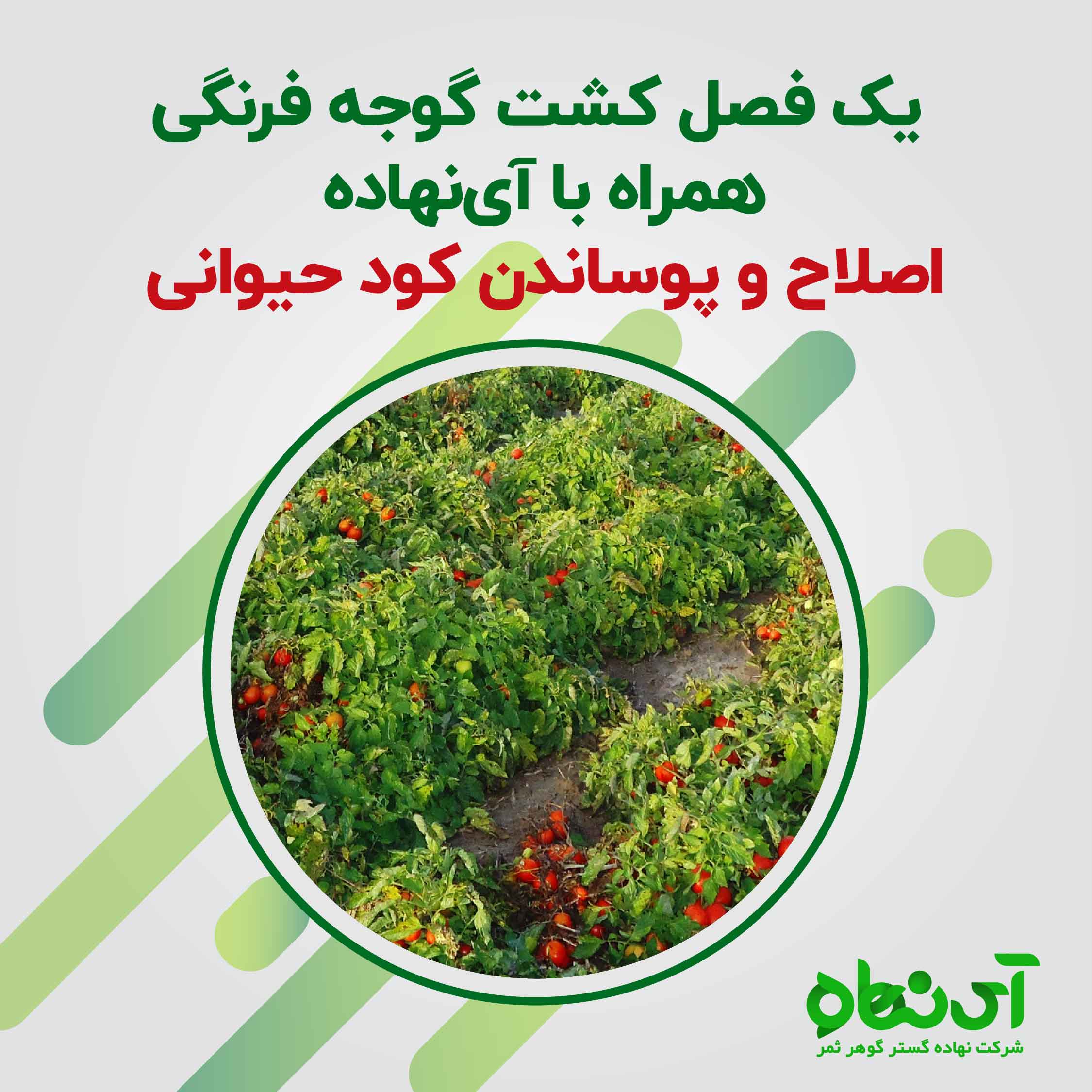 یک فصل کشت گوجه فرنگی قسمت یک اصلاح و پوساندن کود حیوانی